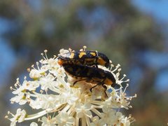 Castiarina octospilota