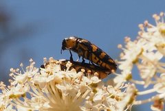 Castiarina octospilota