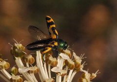 Castiarina flavopicta