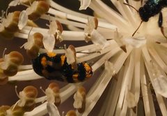 Castiarina flavopicta