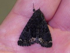 Catephia alchymista