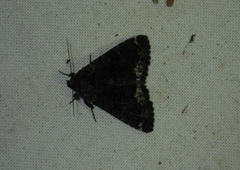 Catephia alchymista