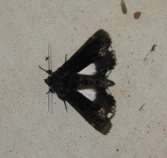 Catephia alchymista