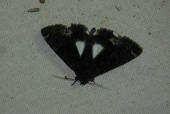 Catephia alchymista