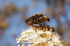 Castiarina octospilota