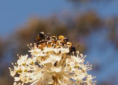 Castiarina octospilota