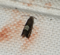 Grapholita compositella