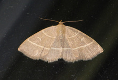 Trisateles emortualis