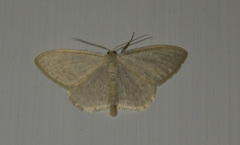 Scopula floslactata