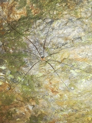 Amilenus aurantiacus