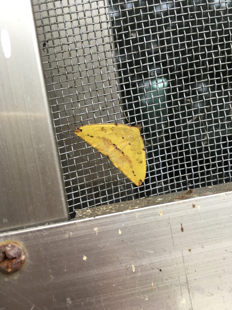 Heterolocha arizana