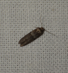 Blastobasis phycidella