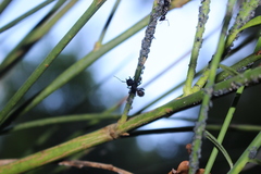 Aphis cytisorum cytisorum