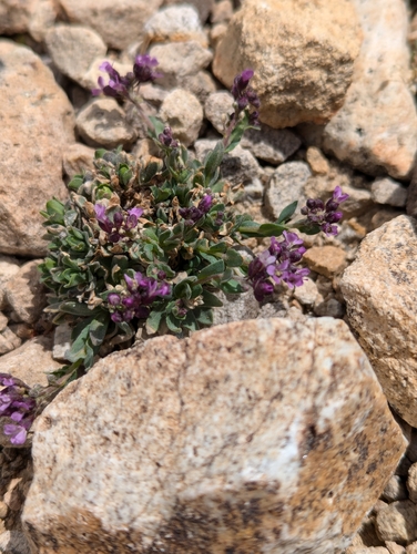 Lemmon's rockcress (Boechera lemmonii)