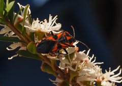 Spilostethus pacificus