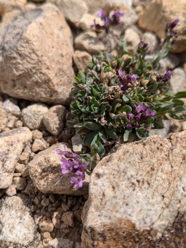 Image of Lemmon's Rockcress (Boechera lemmonii) by (c) My-Lan Le, some rights reserved (CC BY)