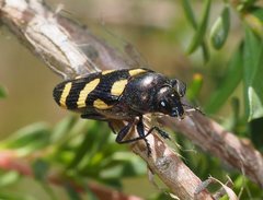 Castiarina rectifasciata