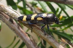 Castiarina rectifasciata