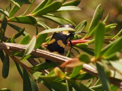 Castiarina rectifasciata