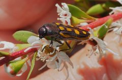 Castiarina xanthopilosa
