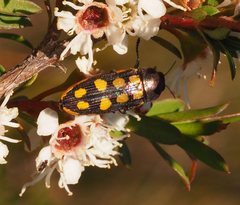 Castiarina xanthopilosa