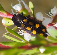 Castiarina xanthopilosa