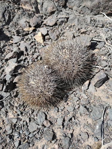 Copiapoa rupestris
