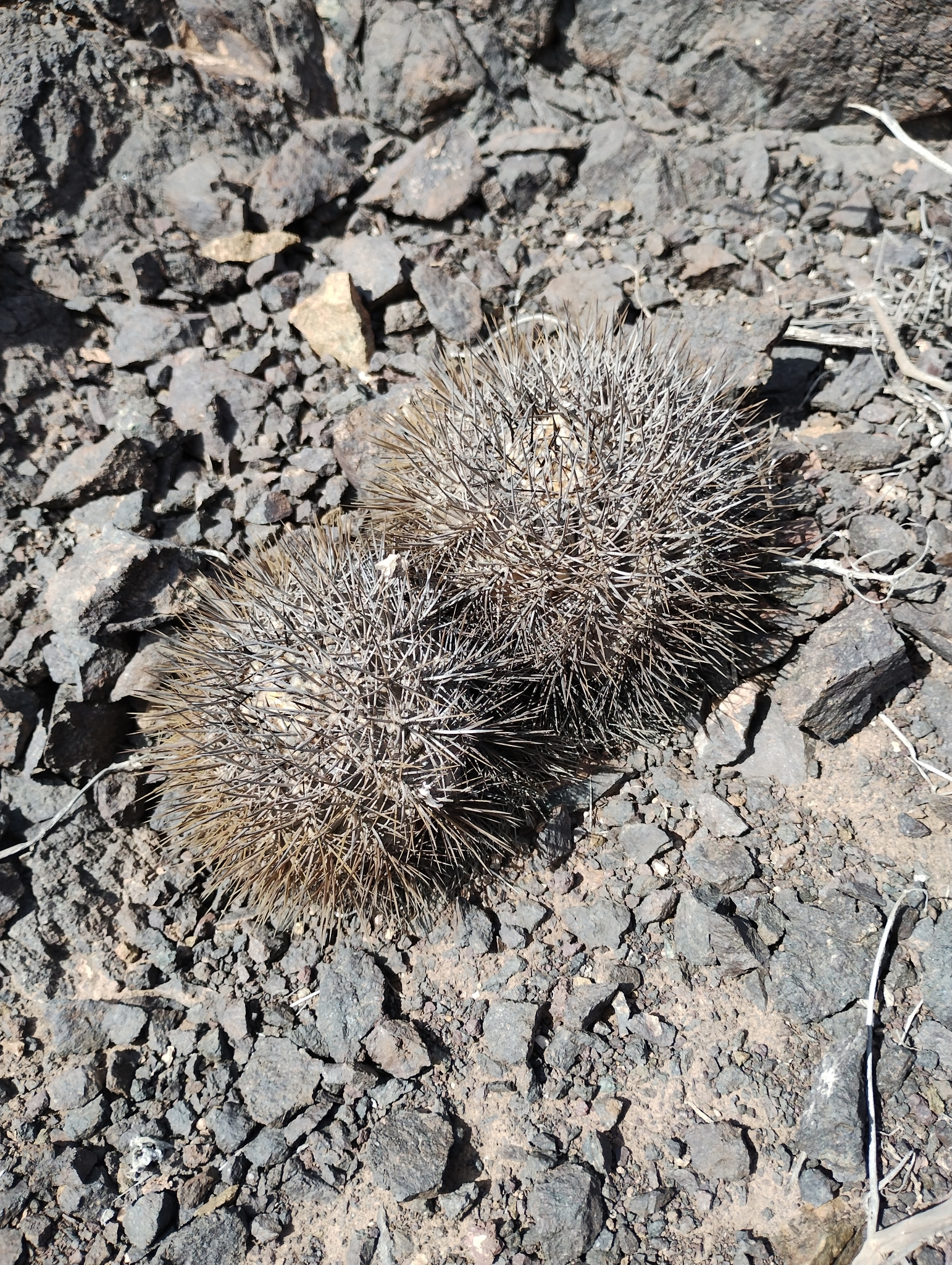Copiapoa rupestris