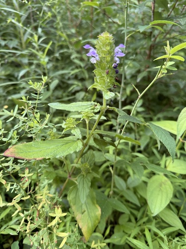 Prunella vulgaris iNat (3)