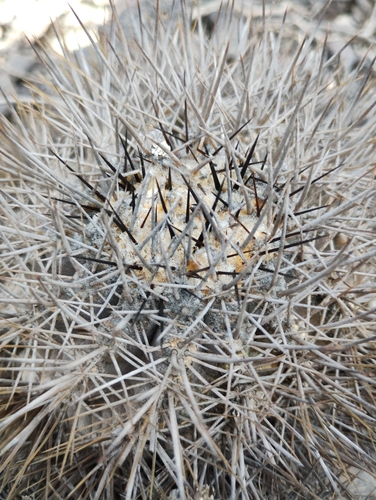 Copiapoa rupestris