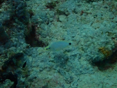 Hypoplectrus unicolor