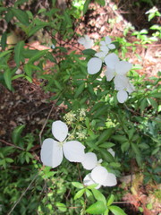 Angiospermae