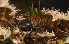 Stigmodera macularia