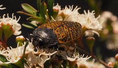 Stigmodera macularia