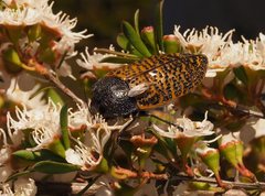 Stigmodera macularia