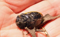 Stigmodera macularia