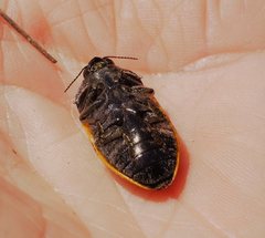 Stigmodera macularia