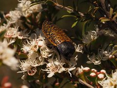 Stigmodera macularia