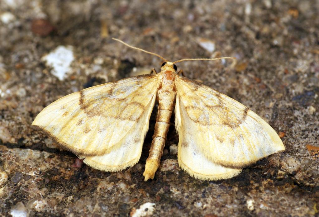 Gandaritis pyraliata