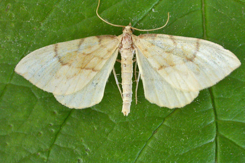 Lipikinis Juostasprindis nuotrauka