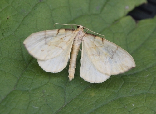 Lipikinis Juostasprindis nuotrauka