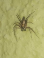 Oxyopes tridens