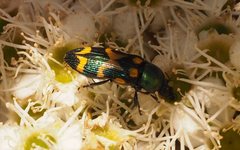 Castiarina oblita