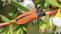Castiarina erythroptera