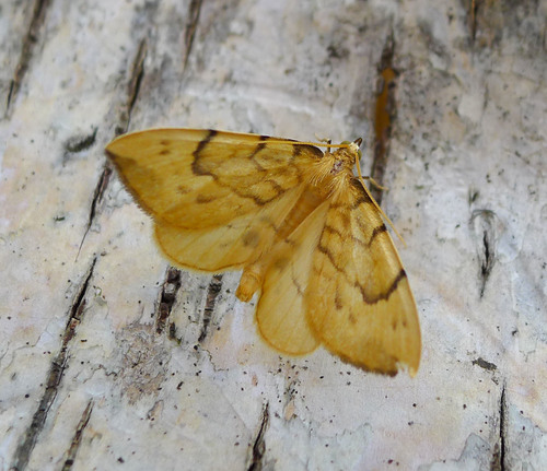 Lipikinis Juostasprindis nuotrauka