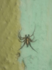 Oxyopes tridens
