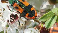 Castiarina scalaris