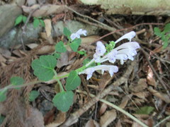 Scutellaria