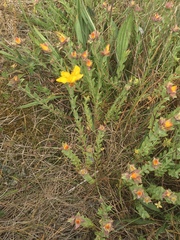 Hypericum olympicum