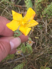 Hypericum olympicum